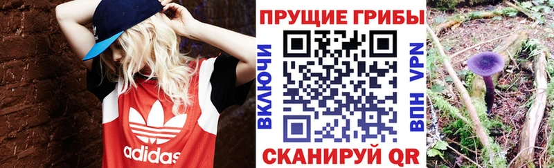 Псилоцибиновые грибы Cubensis  Краснодар 